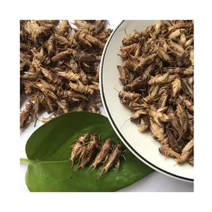 Edible Crickets Dried Cricket Pet Food Edible Insects Turtle Food Reptiles Food