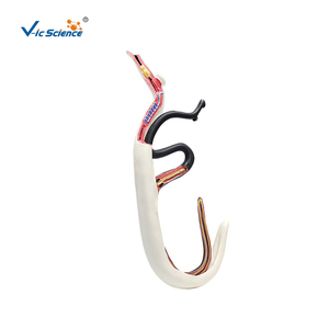 Modello Ingrandito di Schistosoma con Copula Maschile e Femminile Staccabile, Modello Anatomico del Parassita per l'Insegnamento della Parasitologia CE/ISO/ROHS/CNAS - Product Image 2