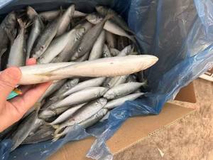 P1132 arazi dondurulmuş Scad balık küçük boy üretici balık 140-160 adet dondurulmuş Scad 50-60g - Product Image 6