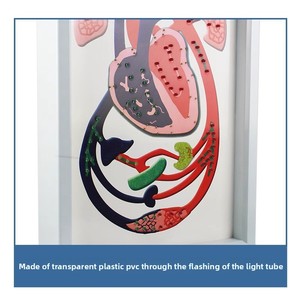 Modelo Anatômico de Batimento Cardíaco e Circulação Sanguínea - Modelo de Ensino Biológico Vendas Diretas de Fábrica - Product Image 4