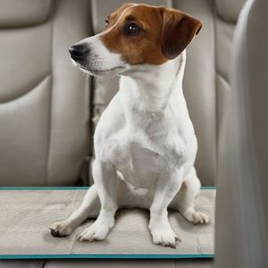 Almohadillas de Entrenamiento Desechables Súper Absorbentes con Protección Contra Fugas para Perros y Gatos - Product Image 3