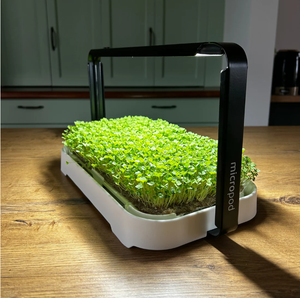 Kit de culture de germination de qualité supérieure et regrower d'oignons verts avec 2 bocaux Mason et couvercles de germination en fibres végétales supérieures. - Product Image 6