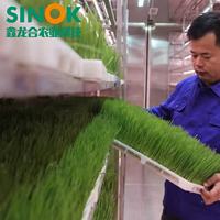 Serre conteneurisée Sinok 500 kg/jour, système hydroponique entièrement automatique pour fourrage et herbe, conteneur maritime intelligent de 20 pieds