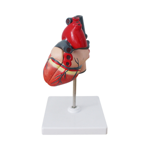 Mô hình tim 2 phần phác thảo tổng thể, đỉnh, đáy tim, hướng của động mạch vành công cụ giảng dạy bên ngoài - Product Image 4