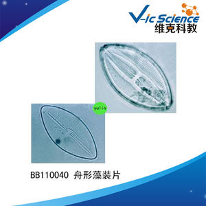 ชุดสไลด์โปรโตโซอาและสาหร่าย 20 ชิ้น สำหรับไมโครสโคปเพื่อการศึกษา - Product Image 6