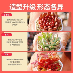 Succulent Plants Potted Indoor Outdoor Decorative Gift Round Plastic Container Factory Direct Large Beautiful Cute - Product Image 4