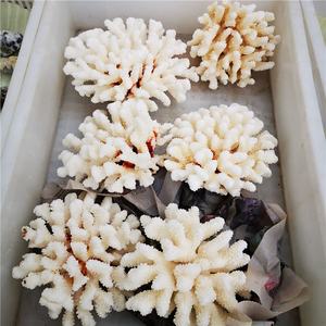 <span class=keywords><strong>Cristalli</strong></span> Naturali Grezzi all'Ingrosso, <span class=keywords><strong>Pietre</strong></span> <span class=keywords><strong>di</strong></span> Quarzo Cristallino, Esemplare <span class=keywords><strong>di</strong></span> Corallo Bianco - Product Image 6