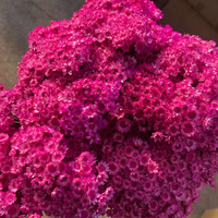 Haute qualité préservée délicate petite étoile fleur décorative Mini marguerite brésilienne pour la décoration de bureau à domicile