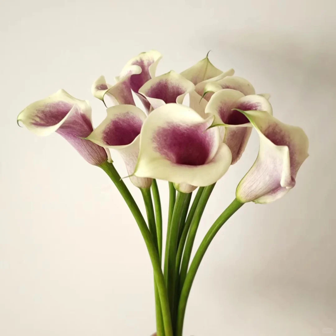 Calla lily picasso 1 tie 10 sticks