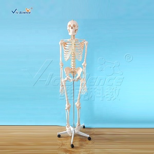 Medische Wetenschap Human Education Science 180Cm Lang Levensgroot Skelet Anatomie Onderwijs Model Levensgroot Skelet - Product Image 2