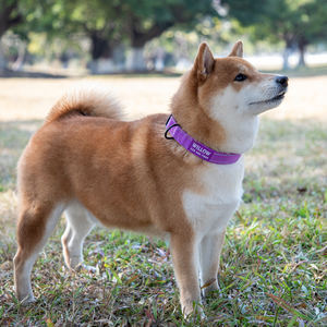 תג שם ריק לצווארון כלב עם חריטה אישית של לוגו בהדפסת UV, תגית גומי ריקה נגד אובדן, שרשרת לחיות מחמד עם תג שם ריק - Product Image 6