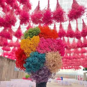 Flores Naturales de Gypsophila, Flores Secas y Preservadas de Baby Breath, Decoración para Bodas en Casa, Venta de Fábrica, <span class=keywords><strong>Cielo</strong></span> Estrellado Real - Product Image 3