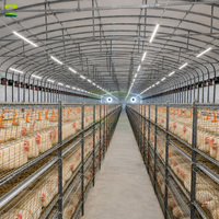 Solution clé en main pour ferme avicole de 250 000 poulets – Équipement d'élevage de poulets de chair entièrement automatique pour grande installation commerciale de poulets de chair