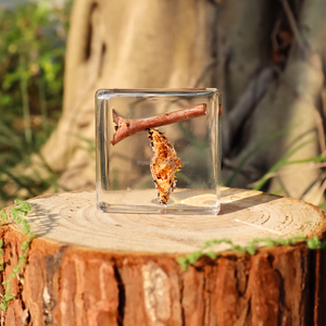 <span class=keywords><strong>Taxidermie</strong></span> en résine : Papillons et insectes réels en résine, micro-scènes et spécimens animaux en résine - Product Image 3