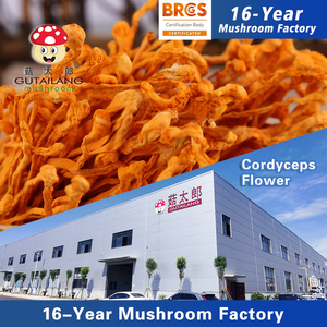 Bunga <span class=keywords><strong>Cordyceps</strong></span> kering grosir berat bersih dalam stok segar Batch tas besar ekspor tersedia inspeksi komersial berkualitas - Product Image 2