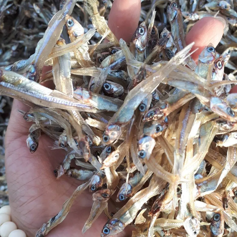 Sabor natural seca anchoia seca peixes do vietnã saboroso ingrediente fresco a vácuo de embalagem para seco solar-whatsapp 0084989322607