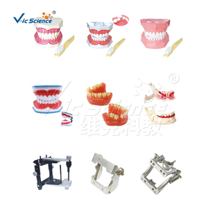 Molde de goma de bloque de mordida para educación dental modelo de dientes humanos realistas para Educación de Ciencias Médicas - Product Image 3