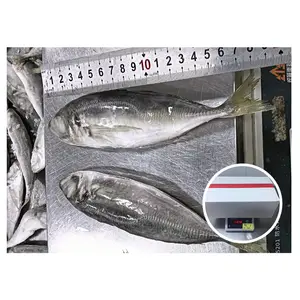 Hot Selling Size IQF Whole Round Scad 85%N.W Trachurus Japonicus 20cm+ Big Eye Horse Mackerel