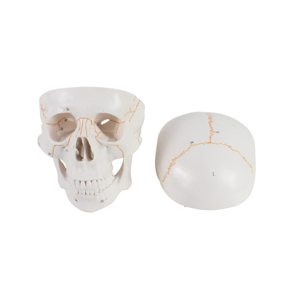Science médicale modèle de <span class=keywords><strong>crâne</strong></span> en plastique classique <span class=keywords><strong>3D</strong></span> <span class=keywords><strong>humain</strong></span> avec cerveau - Product Image 2