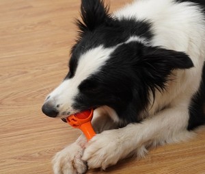 Juguete para perros de goma Natural con diseño de mancuernas, juguetes de combinación multifuncionales de doble uso para mascotas, alimentador de comida para perros, juguetes para perros chirriantes - Product Image 6