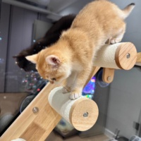Lit de fenêtre pour chat en bois massif de luxe - Ventouse sans perçage, hamac surélevé pliable pour chats d'intérieur (durable et peu encombrant)