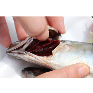 Venta al por mayor de caballa atlántica, pescado, caballa, ojo grande, caballa, pescado para exportación - Product Image 5