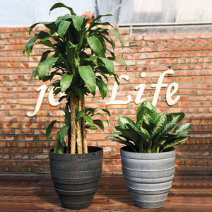 Grands pots ronds d'extérieur <span class=keywords><strong>pour</strong></span> palmiers - Product Image 1