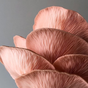 Système de culture <span class=keywords><strong>d</strong></span>'intérieur hydroponique intelligent de champignon <span class=keywords><strong>d</strong></span>'huitre rose, kit de culture de jardin domestique - Product Image 4