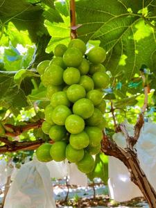 องุ่นเขียวไร้เมล็ดองุ่นองุ่นองุ่นเขียวธรรมชาติพร้อมวิตามินที่เข้มข้น - Product Image 2