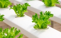 Plateau de germination flottant personnalisé pour l'agriculture hydroponique Microgreen Plateau thermoformé pour le formage sous vide