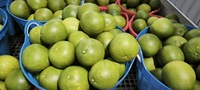Premium verse groene pomelo, zoet, sappig, pitloos, roze vruchtvlees, citrusvrucht, 60-90 dagen rijp.