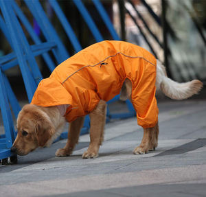 Impermeabili per Cani Ecologici con Logo Personalizzato per Bassotto/Whippet/Greyhound - Stagione Autunnale Taglia XXL Design Moderno - Product Image 5