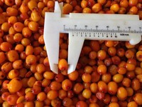 China Export Verse Bevroren Duindoorn Bessen Iqf Fruit Hoge Kwaliteit Lage Prijs