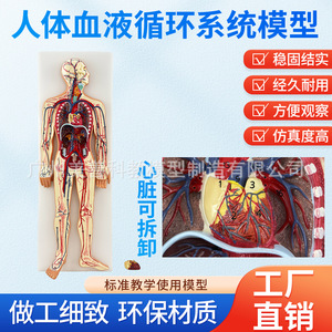 Modelo del sistema circulatorio humano, circulación pulmonar, intervención cardiovascular, anatomía cardíaca, arterias, venas, nervios - Product Image 4