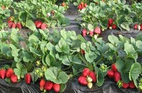 Serres en film plastique agricole Huadun de haute qualité, blanc, résistant aux UV et aux rayons ultraviolets, pour légumes, fruits et fleurs