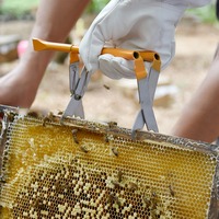 Support de cadre de ruche en acier inoxydable avec ascenseur Outils et équipement d'apiculture pour bétail Lève-cadre de ruche efficace