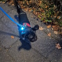 Pendentifs LED étanches IPX7 pour chien, pour veste en jean et chemise, recharge USB-C, visibilité à 360 degrés pour la marche nocturne, imprimé hiver, en plastique pour animaux de compagnie