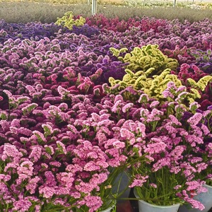 Fleur éternelle préservée Statice, <span class=keywords><strong>ne</strong></span> vous en souvenez <span class=keywords><strong>pas</strong></span>, pour la Saint-Valentin et la décoration de mariage – Approvisionnement direct usine - Product Image 2
