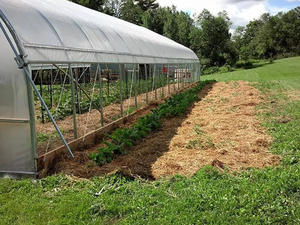 Invernadero Polytunnel de un solo tramo, invernadero agrícola, estructuras de invernadero comerciales usadas a la venta - Product Image 6