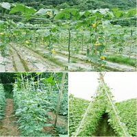 Filet de treillis robuste de 6 pouces pour plantes grimpantes, rouleau de treillis de jardin pour tomates, concombres, pois