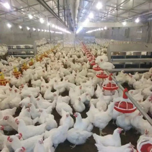 Tự động giống chuỗi pan hệ thống cho ăn cho gia cầm thiết bị - Product Image 5