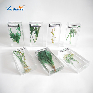 43009 Type d'inflorescence, spécimen préservé conservant la couleur, matériel pédagogique pour les écoles primaires et secondaires, animaux et - Product Image 1