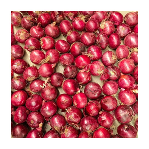 Nouvelle Récolte 2025 – <span class=keywords><strong>Oignons</strong></span> Chinois Frais (Violets/<span class=keywords><strong>Rouges</strong></span>/Jaunes) – Légumes Frais et Semences <span class=keywords><strong>d</strong></span>'<span class=keywords><strong>Oignons</strong></span> à Vendre - Product Image 3