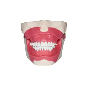 歯科麻酔抜歯練習モデルA歯モデル