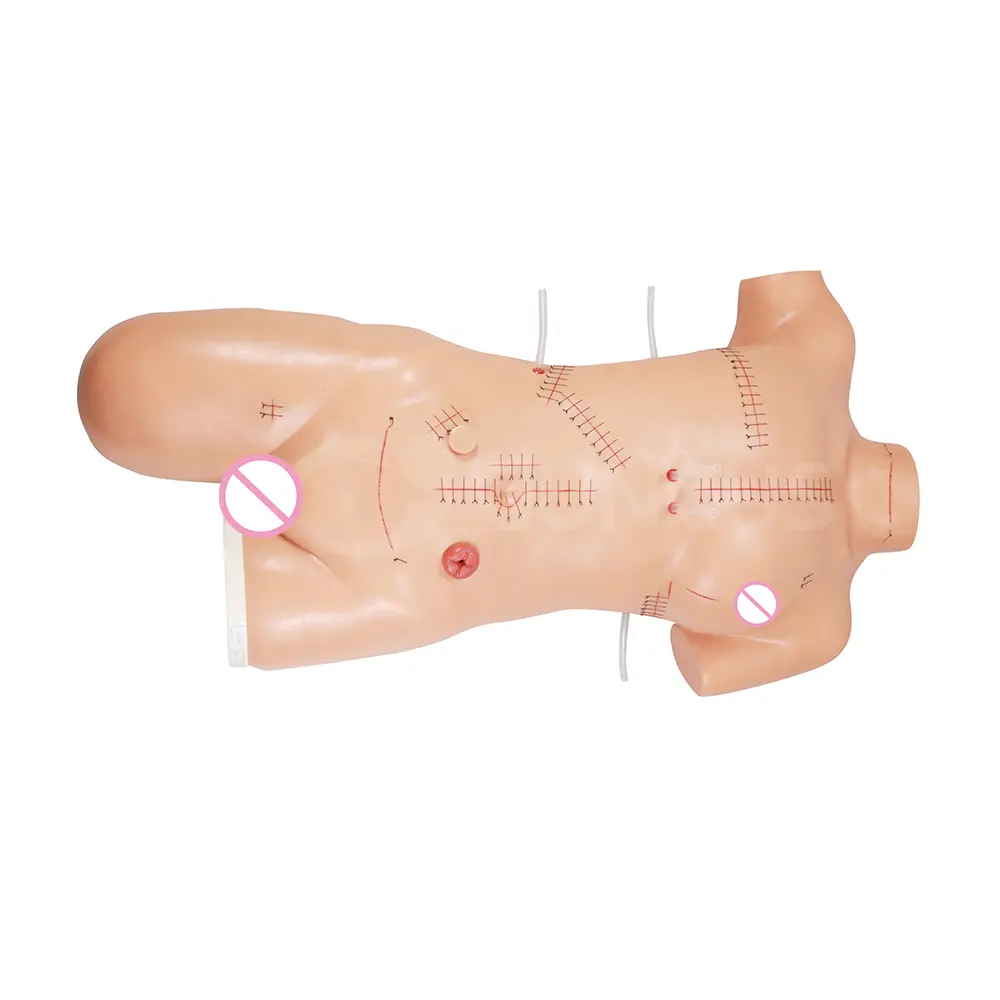 Standard surgical incisions Surgical suture and dressing display model with 24 standard surgical suture incisions