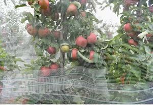 Red de jardín de HDPE de alta resistencia, <span class=keywords><strong>malla</strong></span> Flexible <span class=keywords><strong>antigranizo</strong></span> para protección de plantas, cubierta de fila de invernadero, pantalla de Gazebo para Patio, red para pájaros - Product Image 6