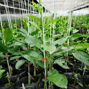 Haoli แท่งไฟเบอร์กลาสคุณภาพสูงน้ําหนักเบาเป็นพิเศษสําหรับเต็นท์พอง/เนอสเซอรี่/หลังคา/แท่นองุ่น/เพลาลูกศร - Product Image 5