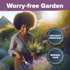 Vente chaude Haute Germination Wildflower Lavender pour débutants et jardiniers chevronnés <span class=keywords><strong>Pot</strong></span> de fleur pour la plantation intérieure extérieure - Product Image 5