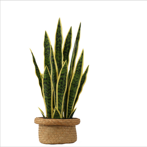 Planta de <span class=keywords><strong>Sansevieria</strong></span> Amarilla Realista al Tacto, Material PU, Tipo Árbol, para Decoración del Hogar y Hoteles, Diseño de Interiores, Gran Venta - Product Image 3