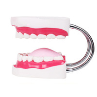 Modèle de dents de haute qualité pour soins bucco-dentaires, modèle de soins dentaires, modèle de brosse à dents